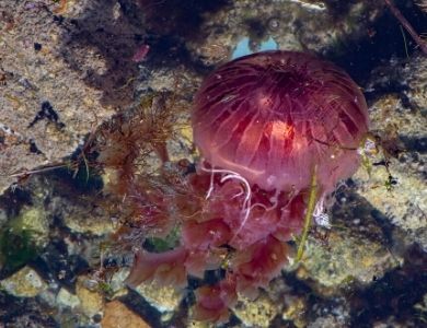 Jellyfish in the Vigo Estuary