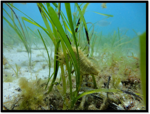 Seahorse