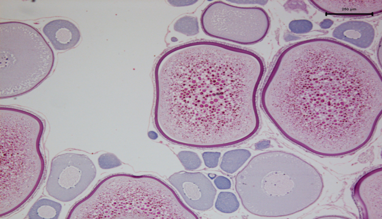 Histology Annual Report 2014
