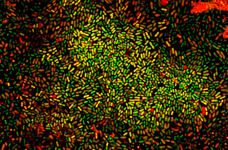 Microscopy And Image Analysis