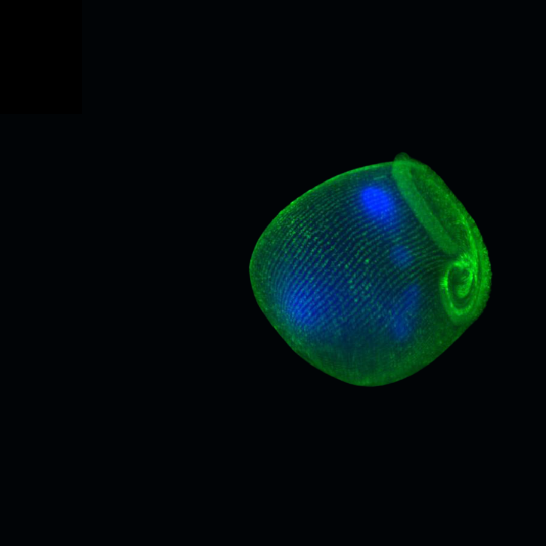 Taller Microscoía