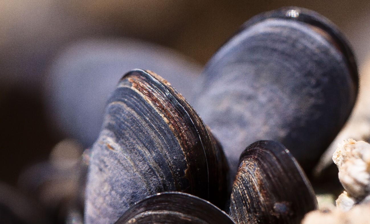 El Espacio Intervalvar Del Mejillón Está Delimitado Por Las Conchas, Rodeado Por El Manto Y Es Donde Se Encuentran Las Branquias. / Pexels