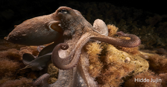 Pulpo