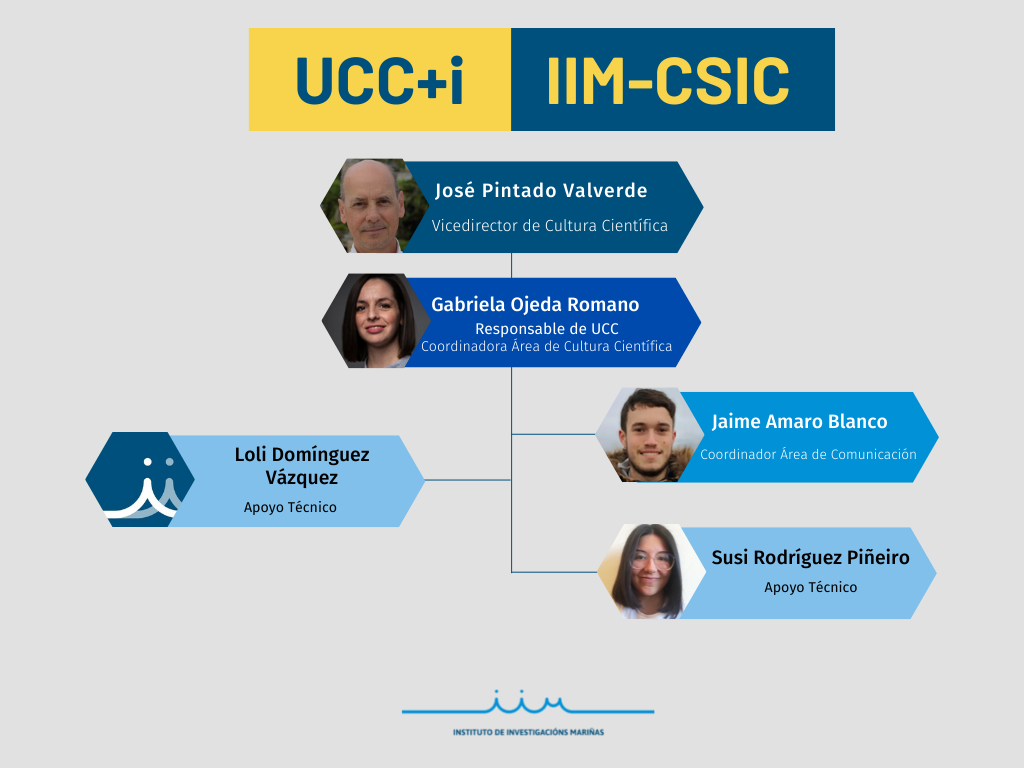 Organisational Chart of the UCC+i