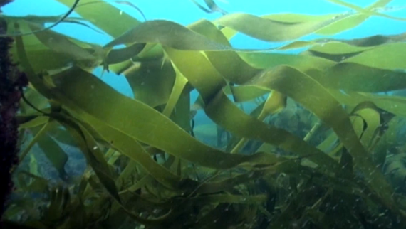 Laminaria algae below water. 