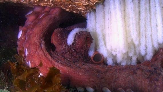 Polbo (Octopus vulgaris) coidando dos seus ovos. 
