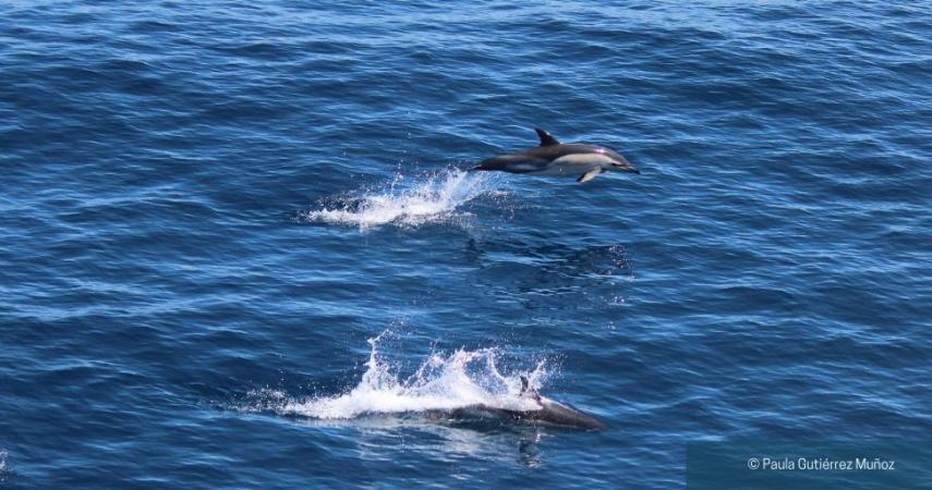 Dolphins jumping at Ria de Vigo. Picture by Paula Gutiérrez.