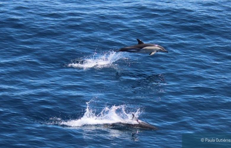 Dolphins jumping at Ria de Vigo. Picture by Paula Gutiérrez.