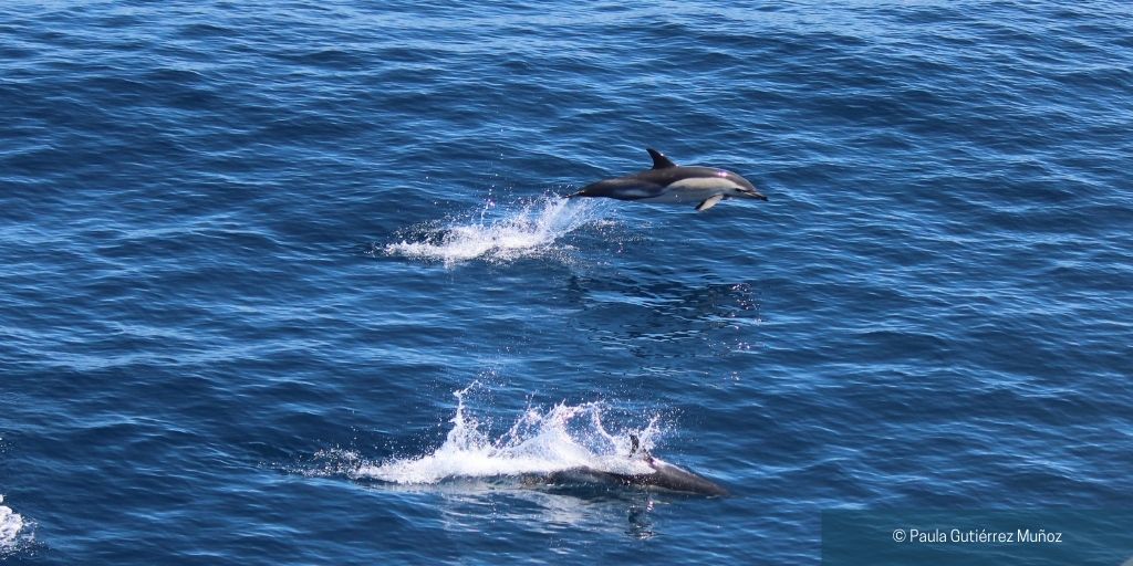 Dolphins jumping at Ria de Vigo. Picture by Paula Gutiérrez.