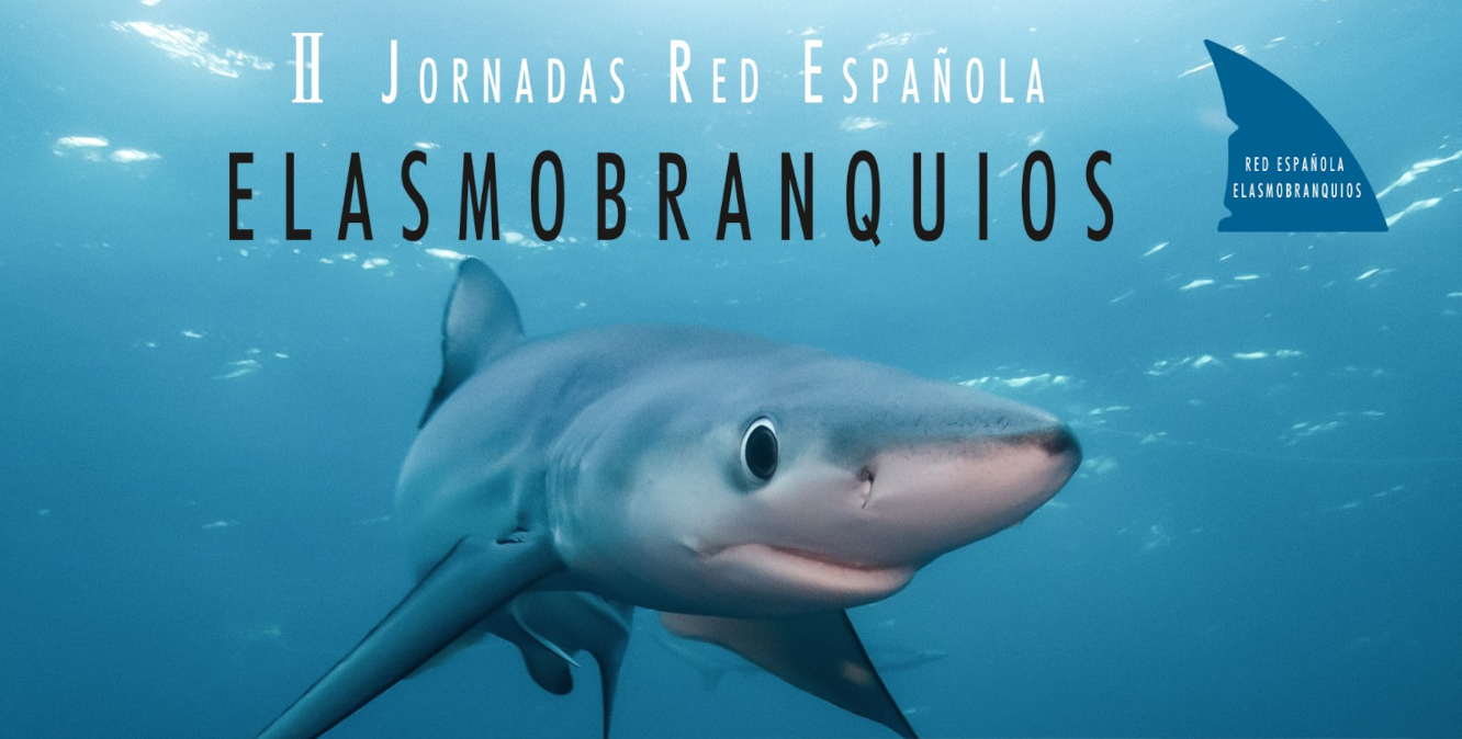Elasmobranquios