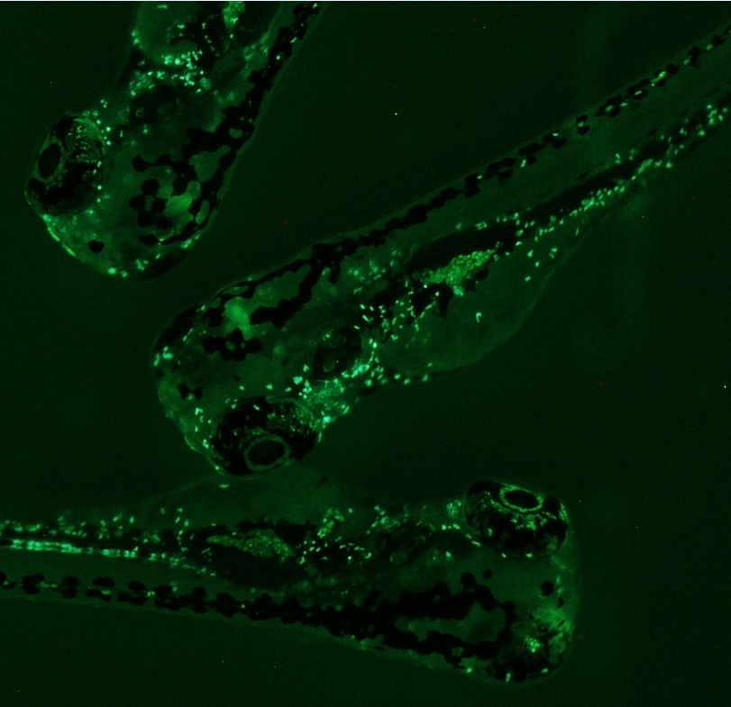 Peixes cebra con fluerescencia