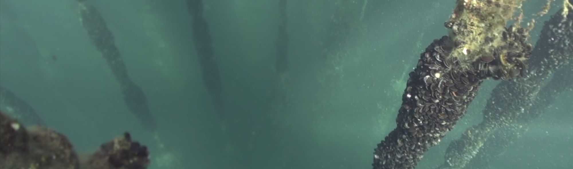 Cordas de Batea vistas dende arriba na auga.