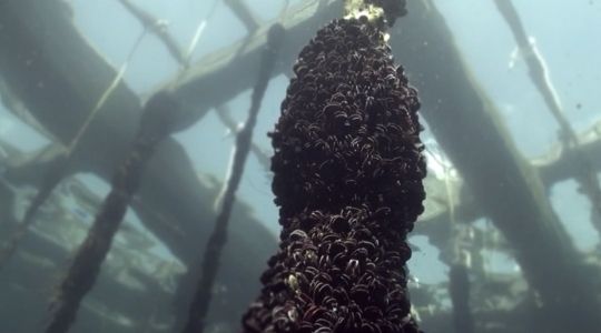 Mexillóns nunha corda pendurada dunha batea