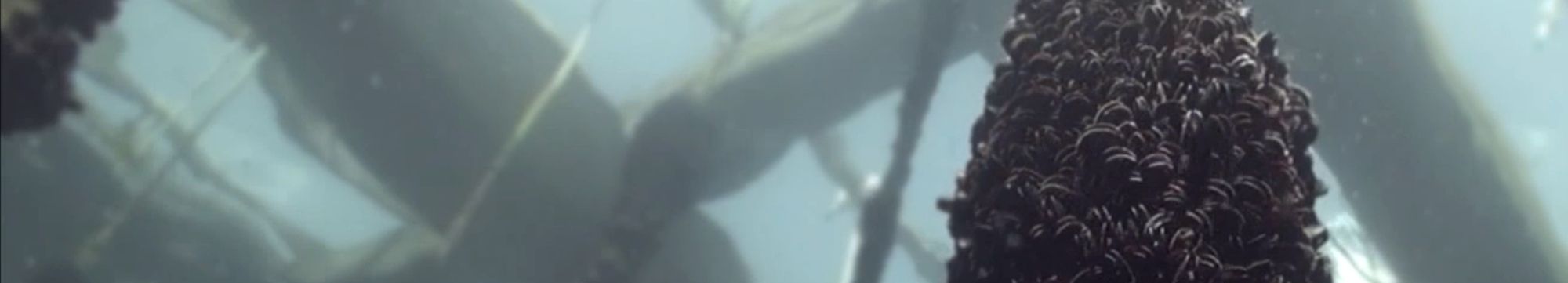 Mexillóns nunha corda pendurada dunha batea