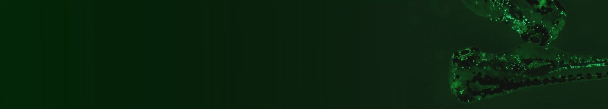 Peixes cebra con fluorescencia