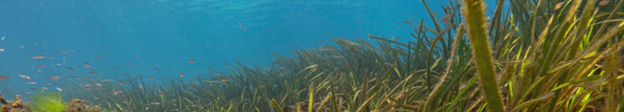 Superficie da auga vista dende abaixo con follas de herbas mariñas.