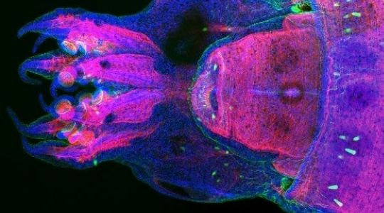 Choco con  fluorescencia de cor morada forte