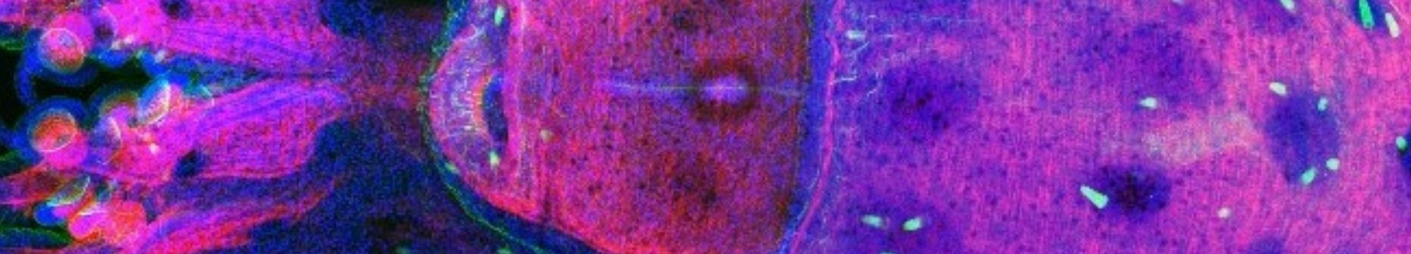 Choco ao microscopio con fluorescencia e cor morado intenso