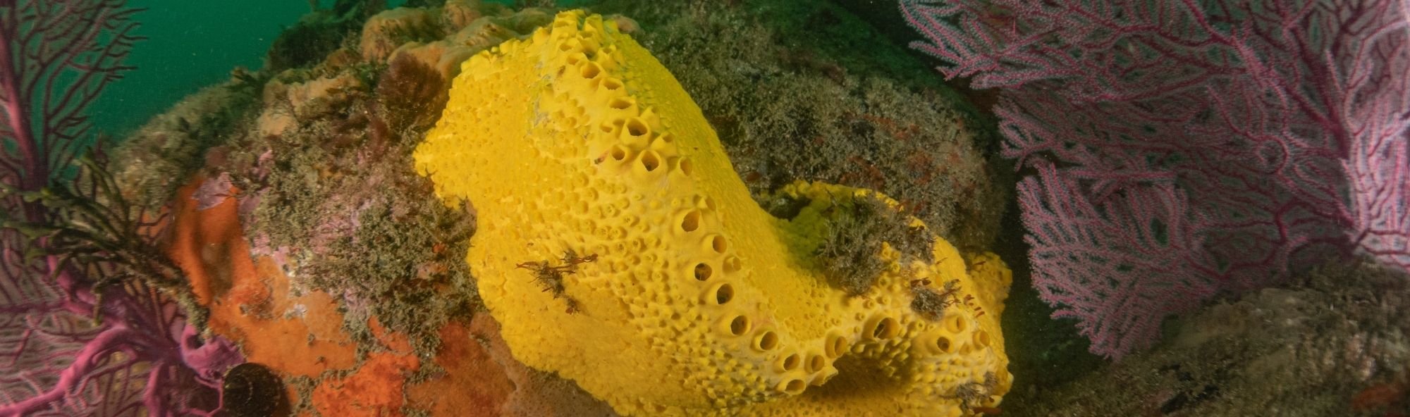 Coastal & Environmental Protection