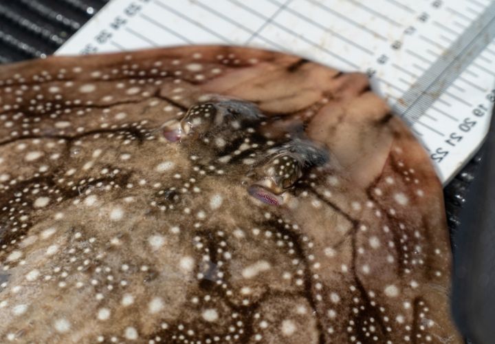 Raia mosaico sendo medida