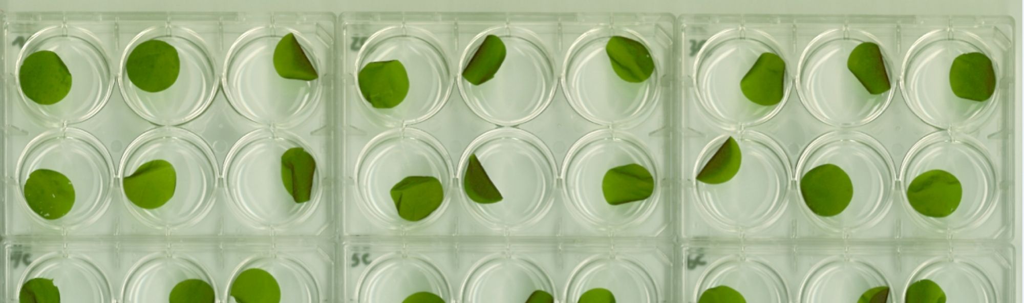 Cortes de Ulva spp. en placas de 6 pozos.