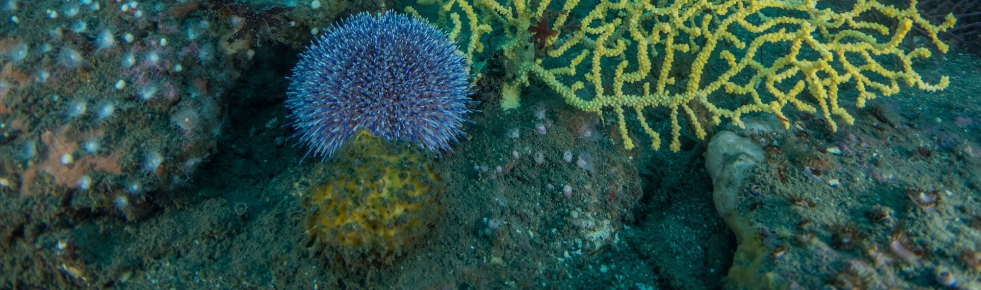 Corais e ourizos de mar sobre rocha.