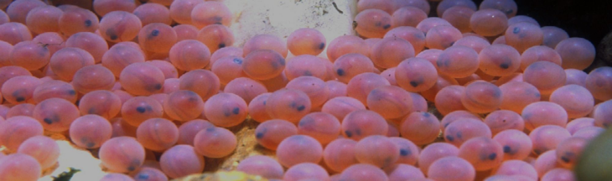 Salmon eggs