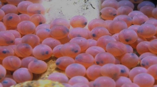 Salmon eggs