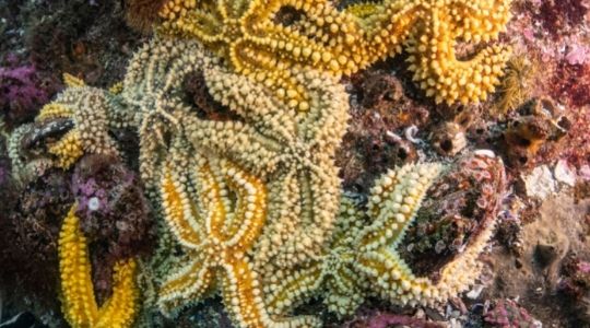 Estrelas de mar amarelas