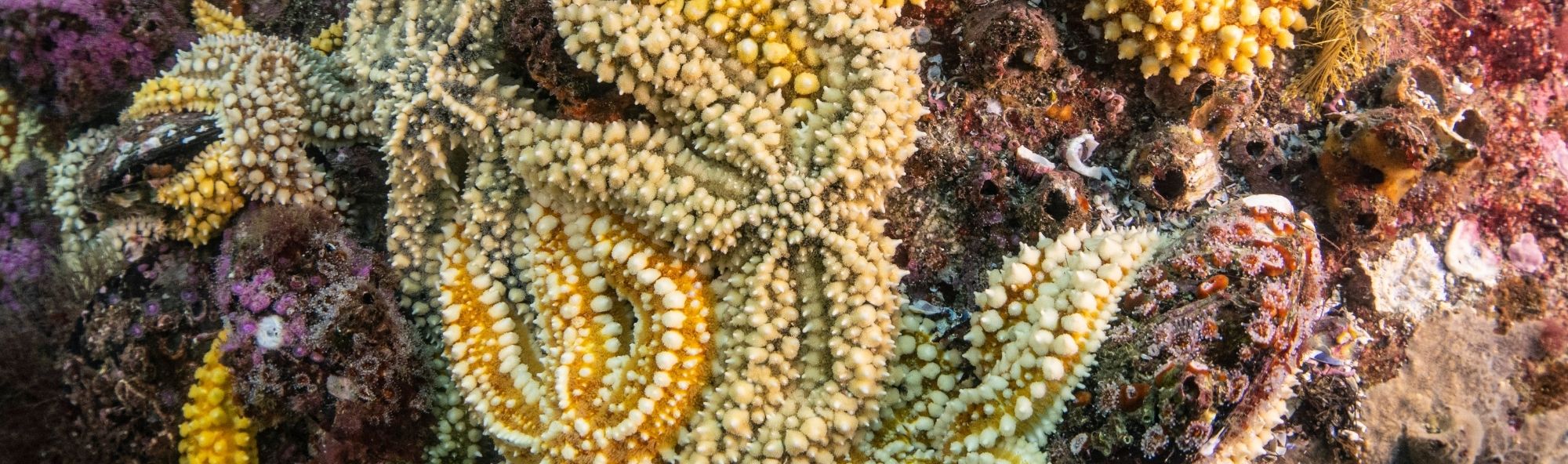 Estrelas de mar amarelas