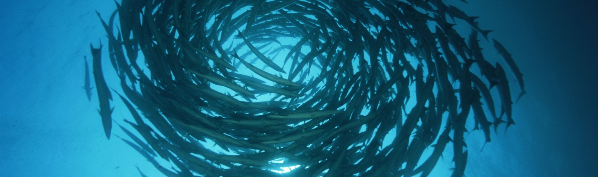 Peixes nadando en círculos