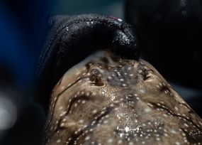 Raia mosaico collida pola man dun mergullador