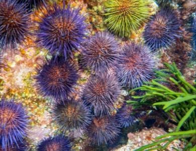 Ourizos de mar sobre rocha