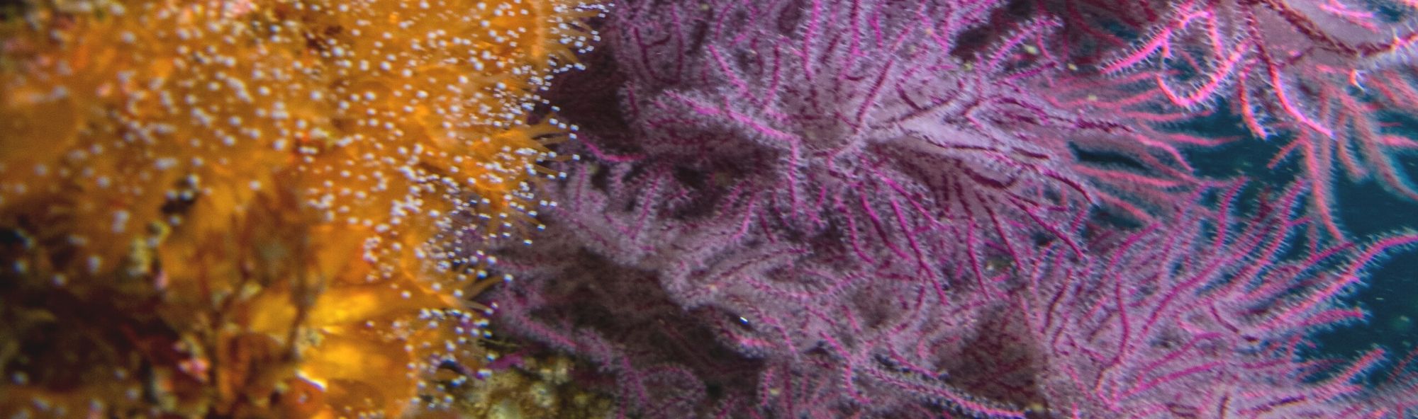 Corais no fondo do mar.