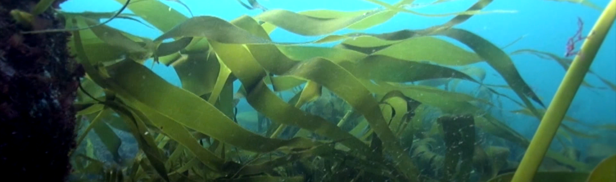 Laminaria below water