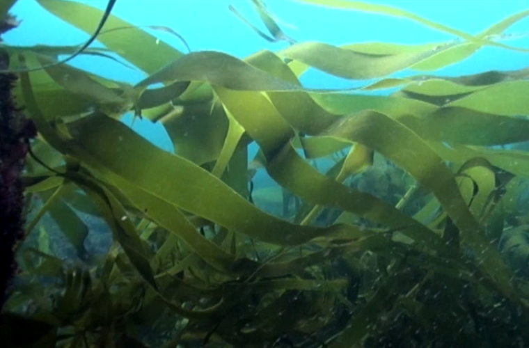 Laminaria algae below water.