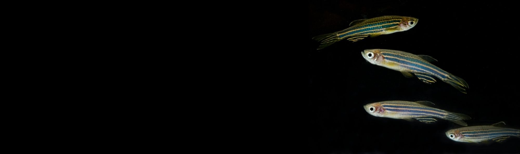 Peixes cebra sobre fondo negro