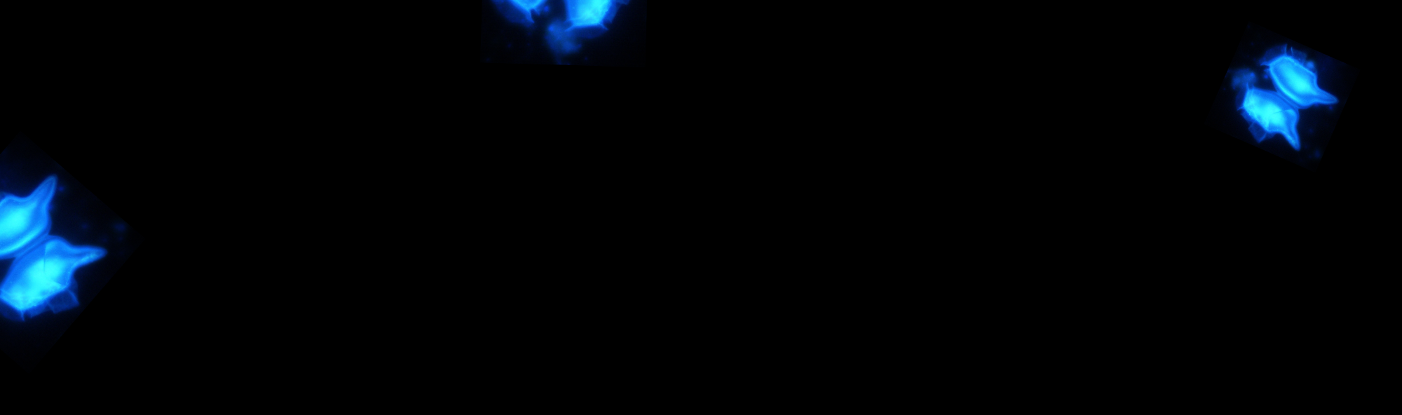 Citometría de fluxo. 