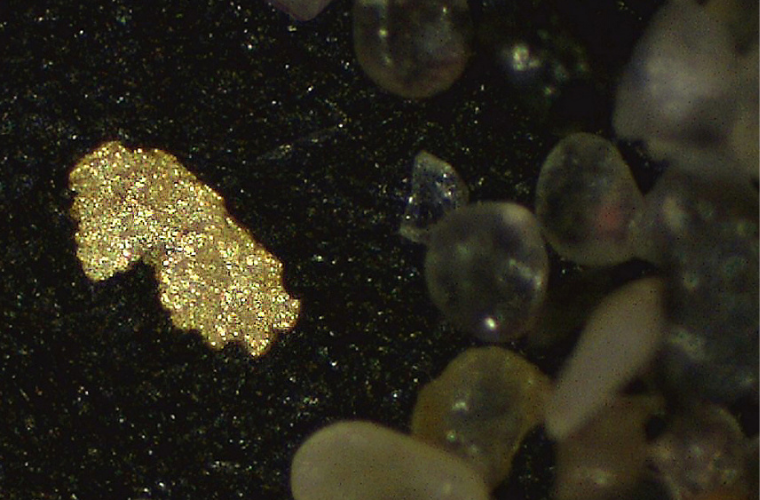 Ouro entre grans de substrato á lupa.