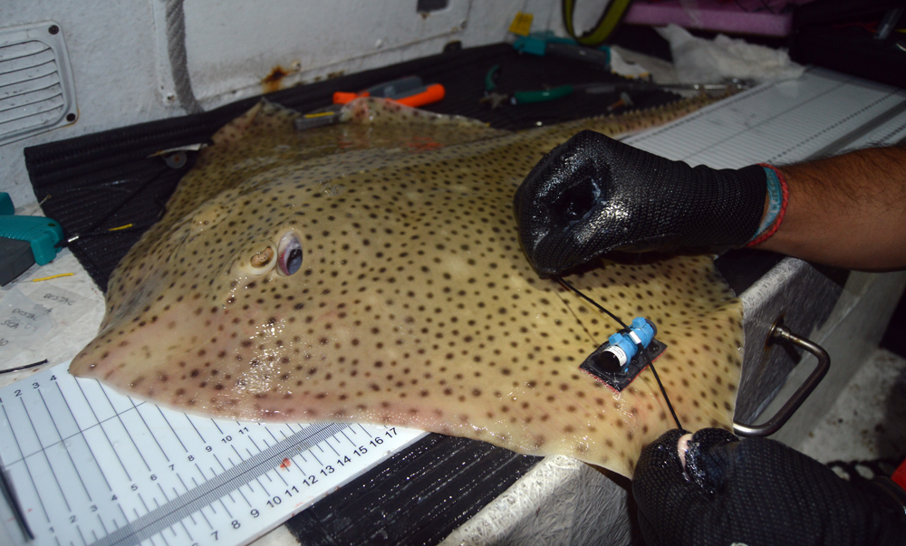 Raia sendo examinada por persoal investigador.