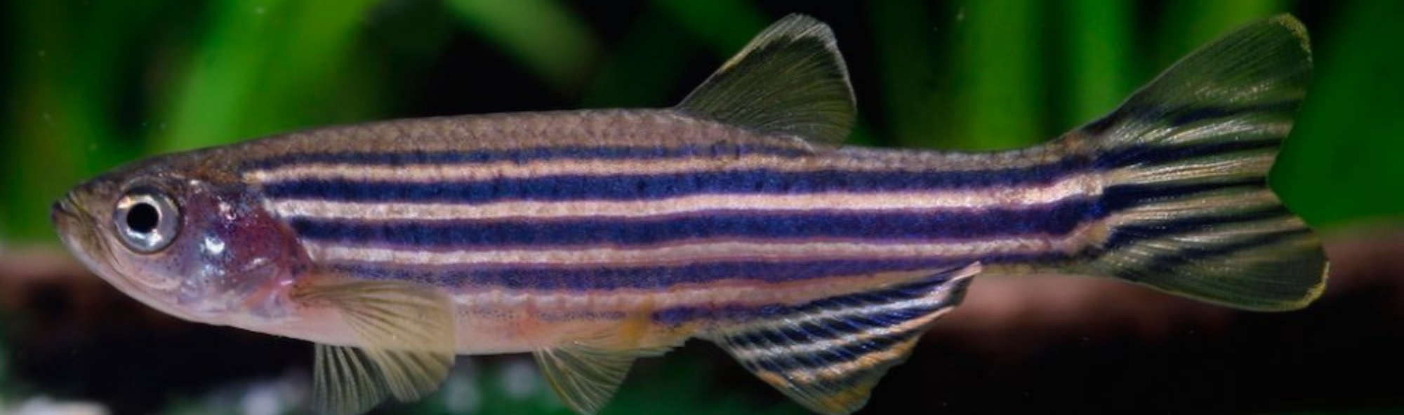 Peixe cebra (Danio rerio). 