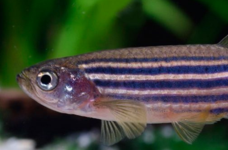 Peixe cebra (Danio rerio).