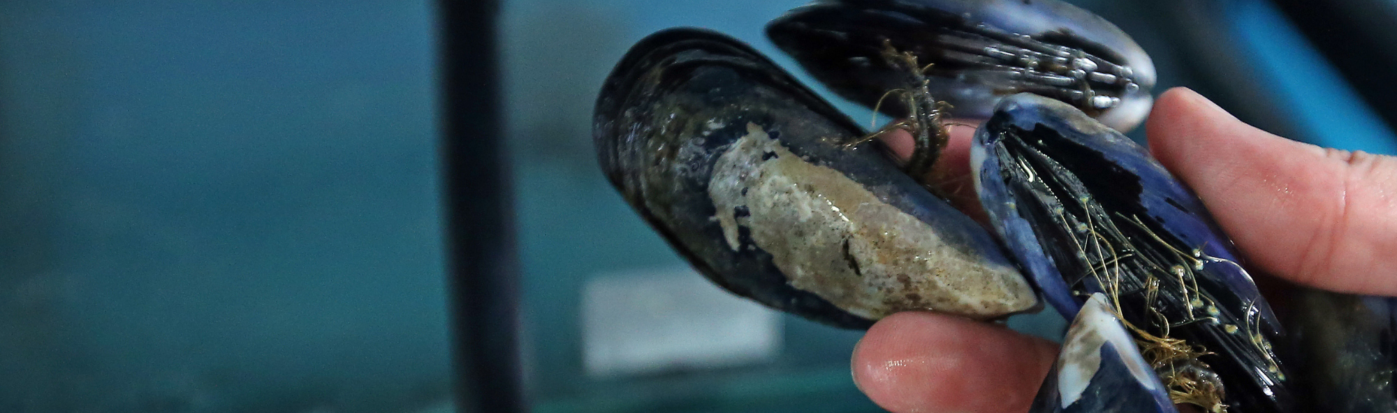 Man sostendo mexillóns.