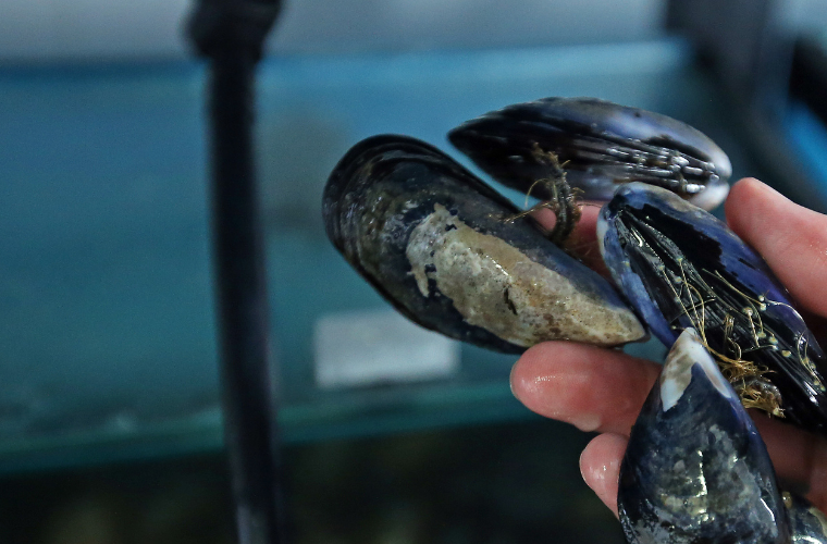 Man sostendo mexillóns.