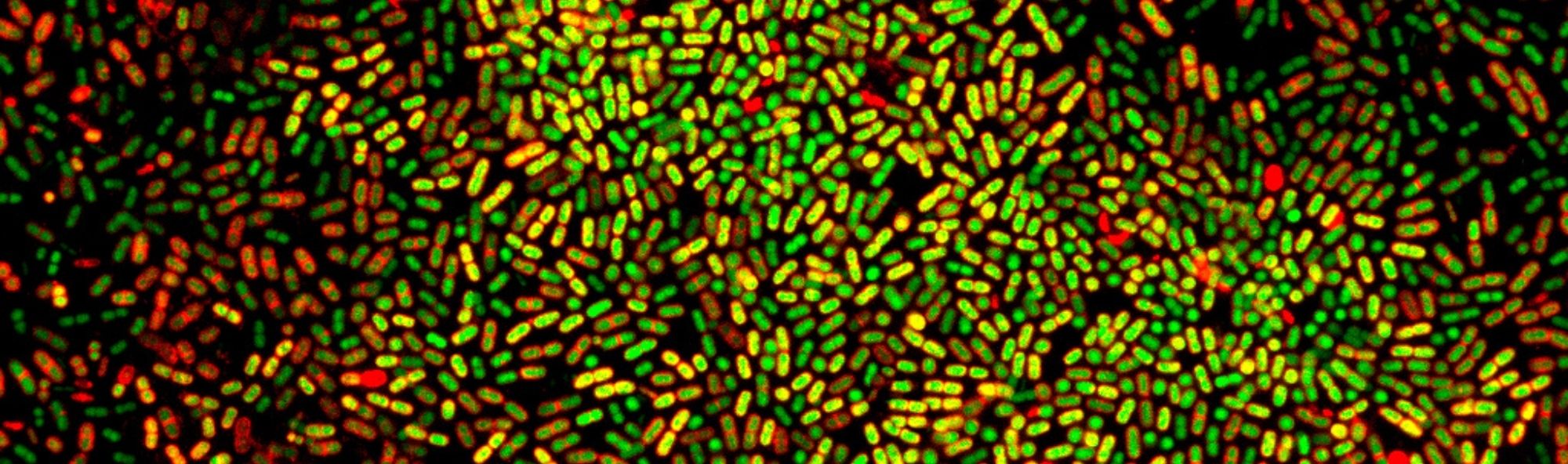 Bacterias con tinte amarelo e vermello
