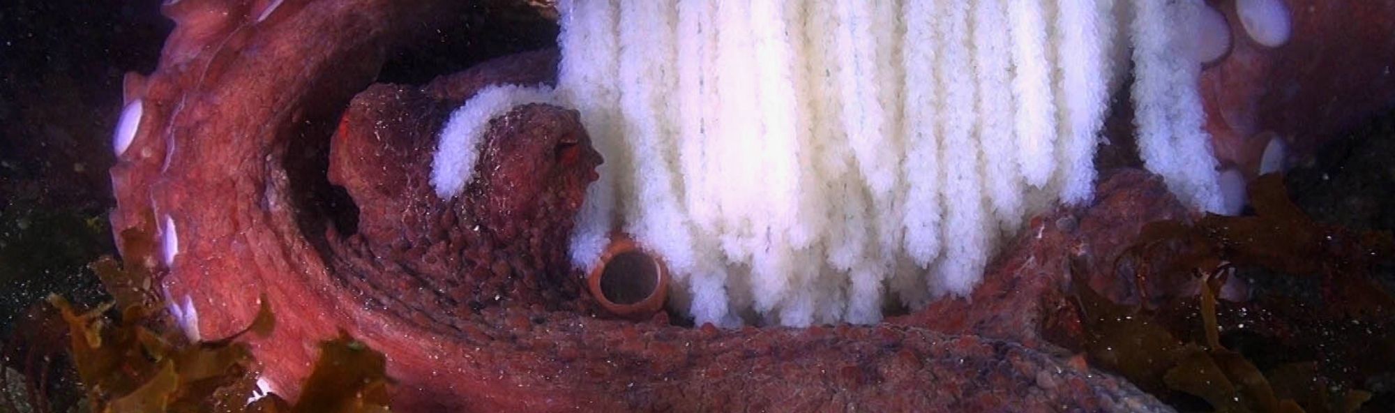 Polbo (Octopus vulgaris) coidando dos seus ovos. 