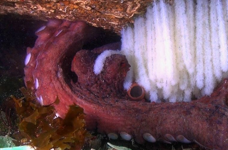 Polbo (Octopus vulgaris) coidando dos seus ovos.