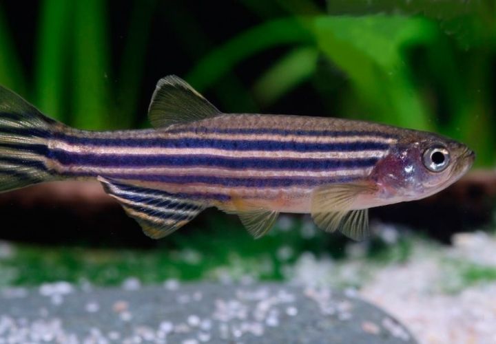 Peixe cebra en acuario.