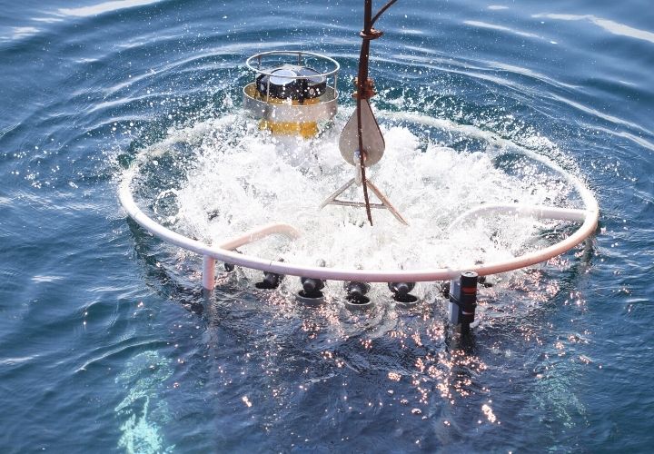 Roseta entrando na auga de mar.