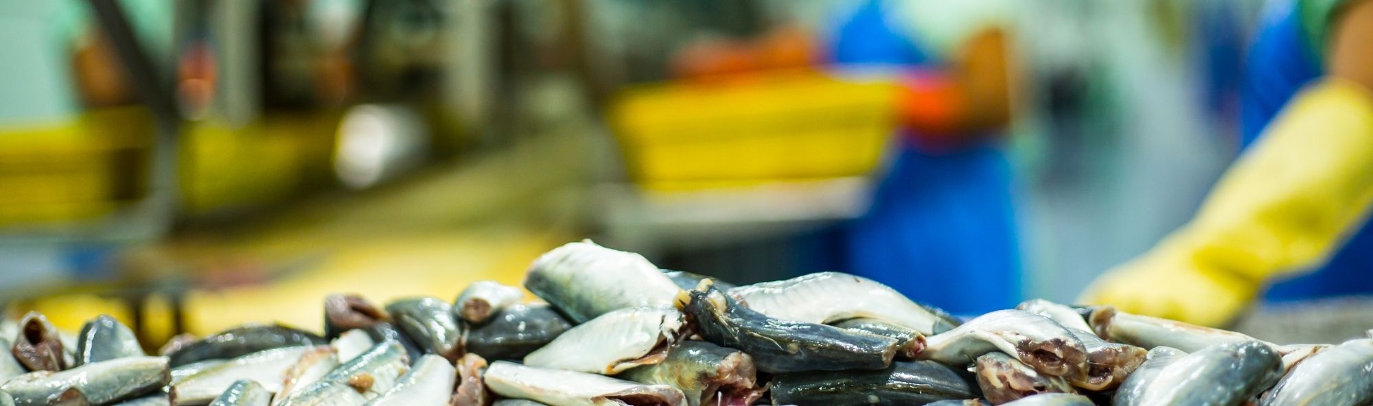 Restos de peixe nunha planta de procesamento